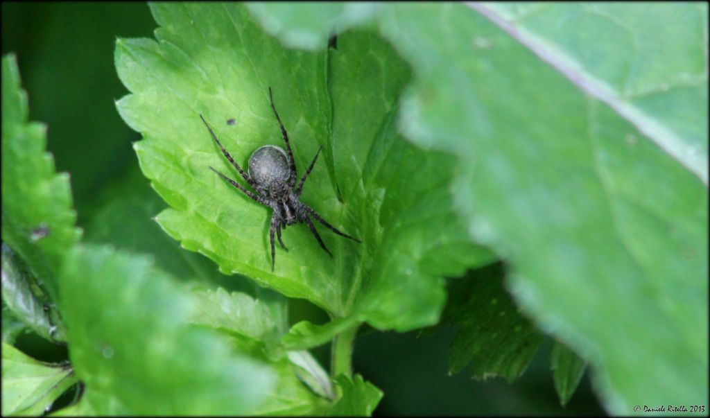 Lycosidae femmina: Pardosa sp.  - Venafro (IS)